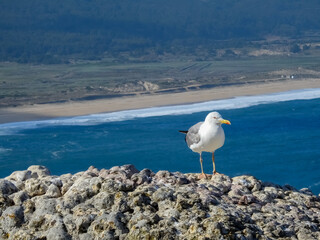 Yellow-legged Gull (Larus michahellis).  Beach landscape on a sunny day. Nazare, Portugal.