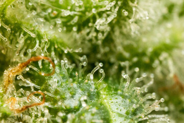 Close up cannabis macro