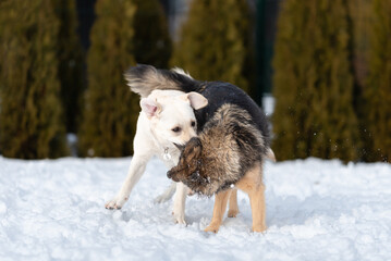 a mongrel dog and a cute purebred labrador are playing in a snowy yard.