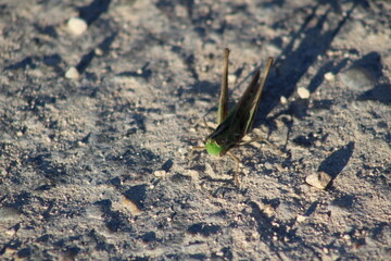 grass hopper on the ground