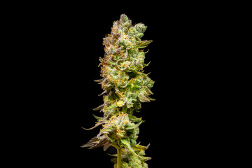 Cannabis close up macro
