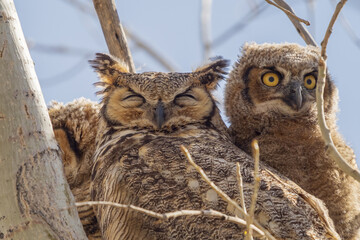 Great Horned Owl in Nest with Babies