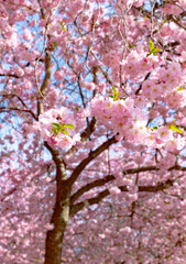 Pink, cherry blossom flowers in full bloom during spring in an urban park located in central Stockholm, Sweden.