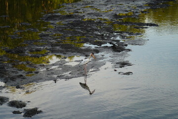 seagulls on the beach