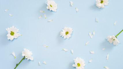 White flowers and chrysanthemum petals on a light blue background