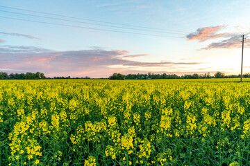 Obraz premium Yellow Rape Field on Sunset in Evening