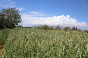 Green field full of wheat and cloudy blue sky. Olive tree and ears of wheat.