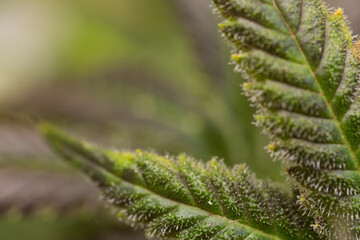 Close up cannabis macro