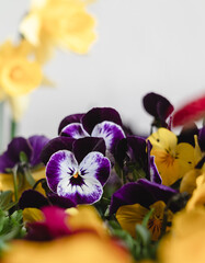 Pansy with purple and white petals in a flower shop on a blurred background. Spring pansy or viola tricolor.