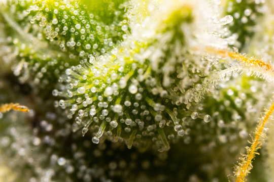 Cannabis close up of flower macro