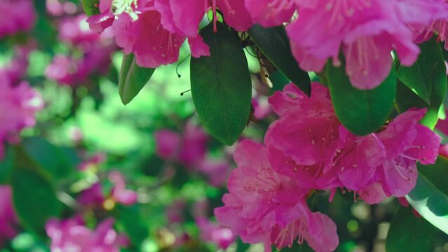 Bee pollinating of pink flowers close up. Swaying in wind azalea blossom. Bright rhododendron and fresh leaves foreground. Floral bokeh background. Harmony of nature. Relaxed day in paradise garden