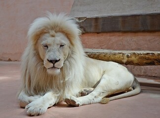 Obraz premium lion in the zoo