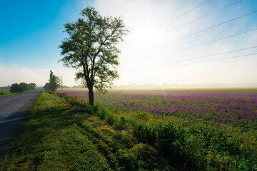 Field with green grass and purple flowers. Spring. Morning