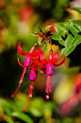 close up of a bunch of purple flowers