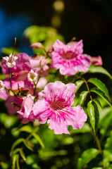 close up of a bunch of pink flowers