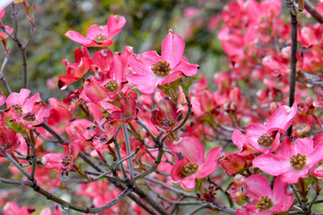 Dogwood Blossom Mosaic 03