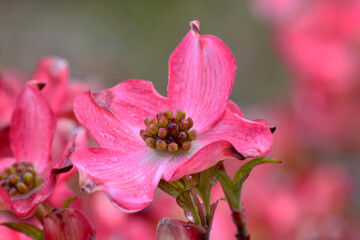 Dogwood Blossom Floret Buds 01