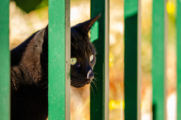 portrait of a black cat on the fence