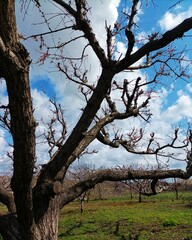 April. Composition 1.