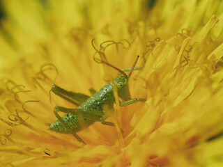 Macro photo of a Great Green Bush Cricket (Tettigonia viridissima) on a yellow dandelion