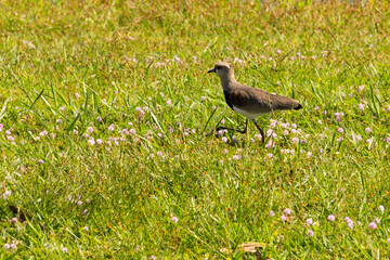 Quero-quero ou (Vanellus chilensis). Um pássaro andando no gramado de um parque na cidade.