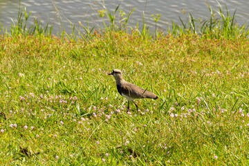 Quero-quero ou (Vanellus chilensis). Um pássaro andando no gramado de um parque na cidade.