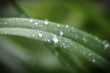 Yellow and white daisies bloom after the rain and the pollen grains are covered with water droplets.