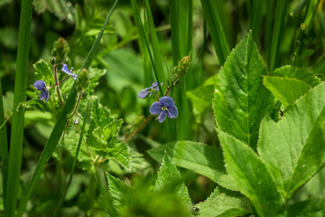 Zieleń © Katarzyna