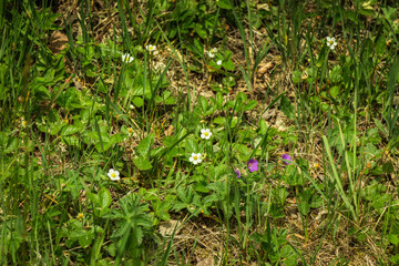 Zieleń © Katarzyna