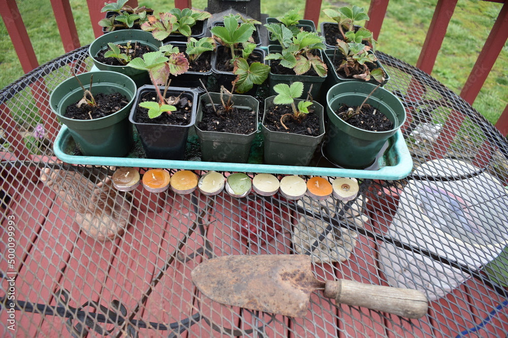 Poster strawberry plants in plastic containers