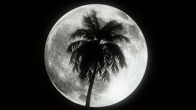 Palm tree backlit by a full moon. 4K.
