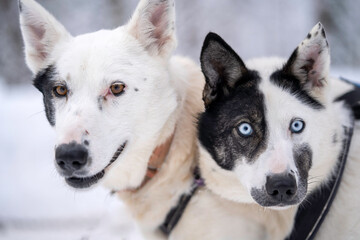Portrait of a couple of dogs with their faces in patches of black and white.