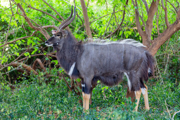 Large male njala bull in green bush