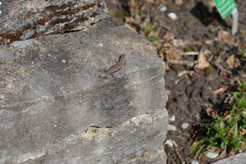 lizard on a grey wall
