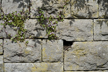 lizard on a grey wall