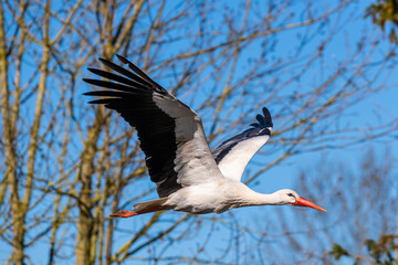 a stork flies through the air on a  summer day with blue sky without clouds