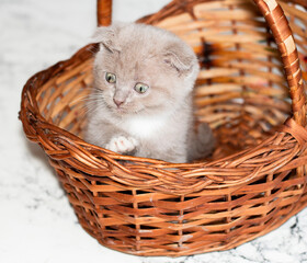 Fototapeta na wymiar Scottish fold bicolor lilac kitten peeking out of a basket