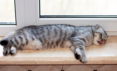 Scottish fold tabby cat lies on the windowsill and licks its lips,