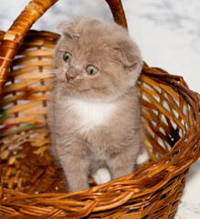 close-up fold bicolor lilac Scottish kitten sitting in a wicker basket