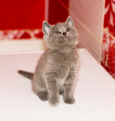 beautiful grey Scottish kitten sitting in the bathroom