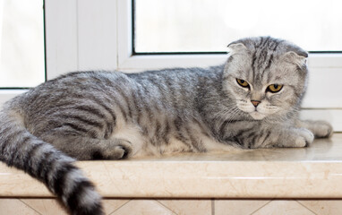 close-up Scottish cat lying on the windowsill