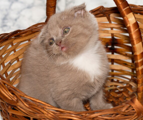 close-up beautiful fold little Scottish kitten looking out of a wicker basket