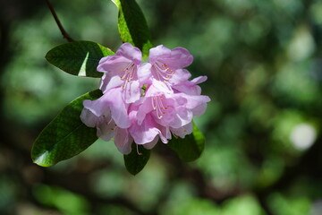 rhododendron pink