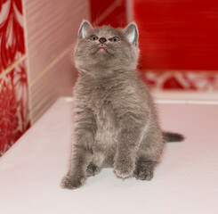baby scottish straight playful grey kitten sitting in the bathroom