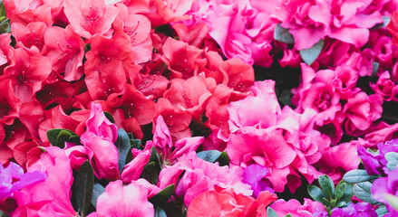 Spring flowers blooming. Pink spring seasonal flowers in florist store. Selective focus