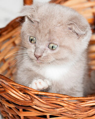 close-up Scottish fold kitten peeking out of a basket