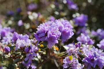 flowers in the garden