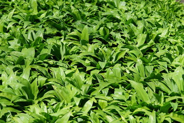 wild garlic in the forest