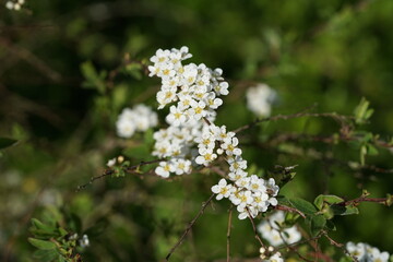 flower from a cherry tree