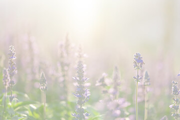 Obraz premium close up of lavender flowers in pastel blue color